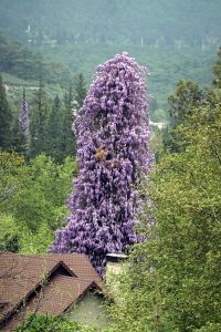 Wisteria se tu pne po stromech